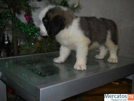 Щенки длинношерстного сенбернара 10