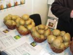 Лучший семенной картофель в Украине!
