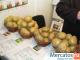 Лучший семенной картофель в Украине!