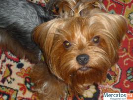 Пропала собака