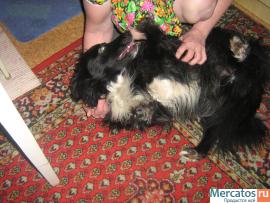 Моисей потерял хозяйку 2