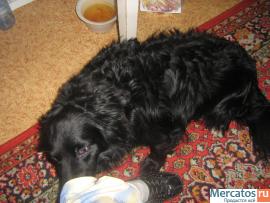 Моисей потерял хозяйку 3