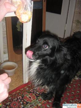 Моисей потерял хозяйку