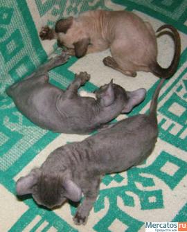 Корнишата ОСТАЛСЯ ПОСЛЕДНИЙ МАЛЫШ