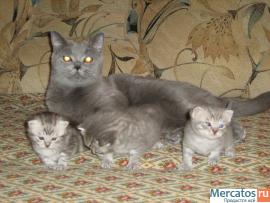 Британские котята