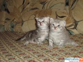 Британские котята 2