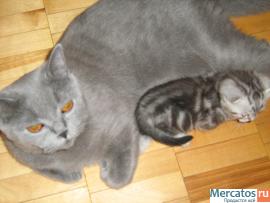 Британские котята 6