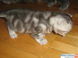 Британские котята 7