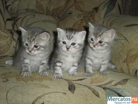 Британские котята 8