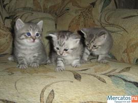 Британские котята 9
