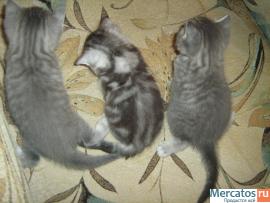 Британские котята 10