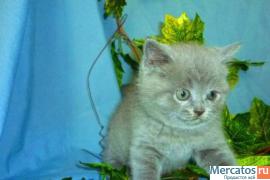 шотландские котята классических окрасов 6