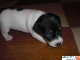 продаю щенков джек рассела терьера