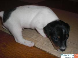 продаю щенков джек рассела терьера 2