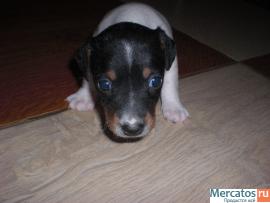 продаю щенков джек рассела терьера 3