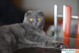 Вязка. Кот Скоттиш Фолд пригласит кошечку Скоттиш Страйт