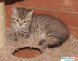 Котята породы Британская короткошерстная 3