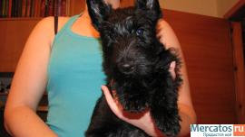 Щенки скотч-тнрьера