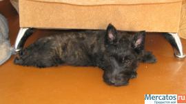 Щенки скотч-тнрьера 2