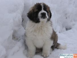 Щенки московской сторожевой