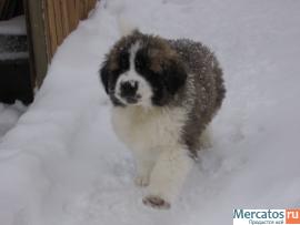 Щенки московской сторожевой 2