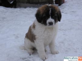 Щенки московской сторожевой 3