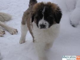 Щенки московской сторожевой 4