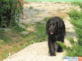 20.12.2010г. потерялся Филя - метис спаниеля, черный, мальчик