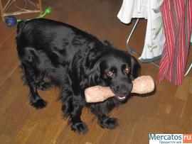 20.12.2010г. потерялся Филя - метис спаниеля, черный, мальчик 2