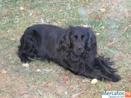 20.12.2010г. потерялся Филя - метис спаниеля, черный, мальчик 3