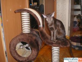 домик-когтеточка для кошки 4