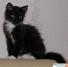 Котенок в добрые руки