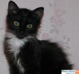 Котенок в добрые руки 2