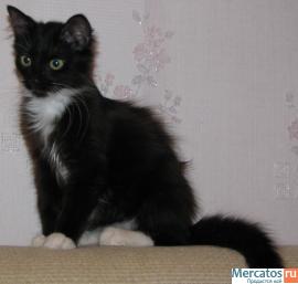 Котенок в добрые руки 4