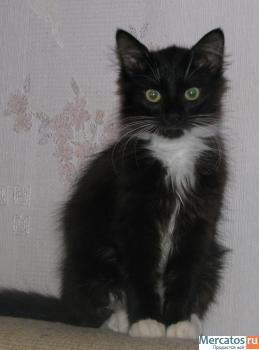 Котенок в добрые руки 5