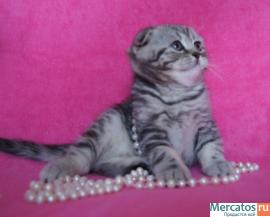 Плюшевые котята. 2