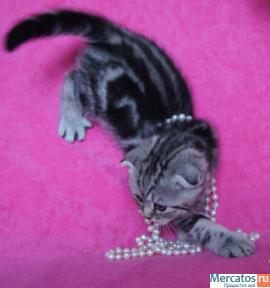 Плюшевые котята.