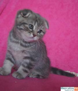 Плюшевые котята. 4