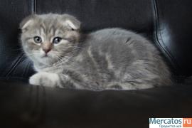 Плюшевые котята. 6