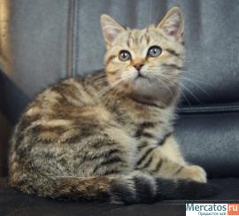 Плюшевые котята. 7