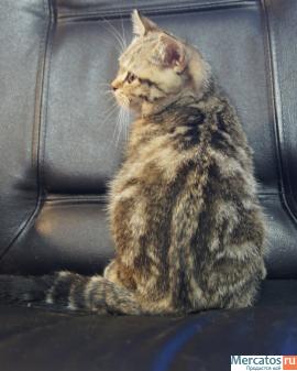 Плюшевые котята. 8