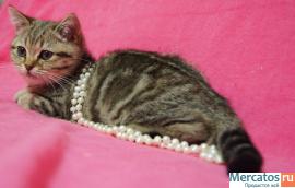 Плюшевые котята. 9