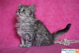 Плюшевые котята. 10