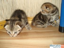 ПОДАРИТЕ ЛЮБИМЫМ РАДОСТЬ