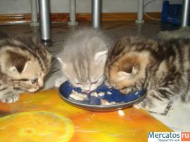 ПОДАРИТЕ ЛЮБИМЫМ РАДОСТЬ 2