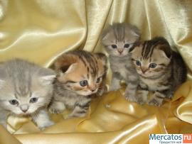 ПОДАРИТЕ ЛЮБИМЫМ РАДОСТЬ 3