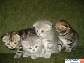 ПОДАРИТЕ ЛЮБИМЫМ РАДОСТЬ 6