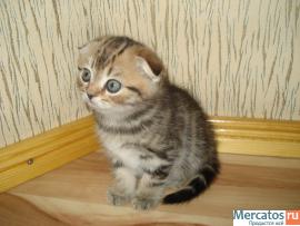 ПОДАРИТЕ ЛЮБИМЫМ РАДОСТЬ 9