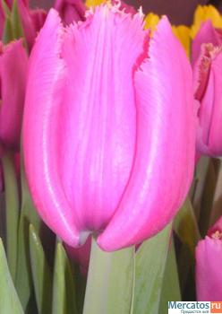 Тюльпаны оптом Краснодар. Купить цветы оптом. 2