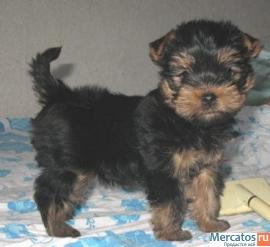 Кобельки йорка супер мини и стандарт